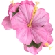 Collier de fleurs multicolores